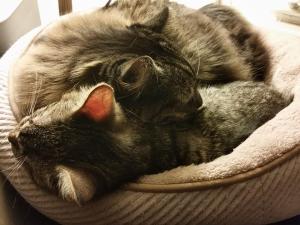 15928_10155162513675075_4248458380324182547_n